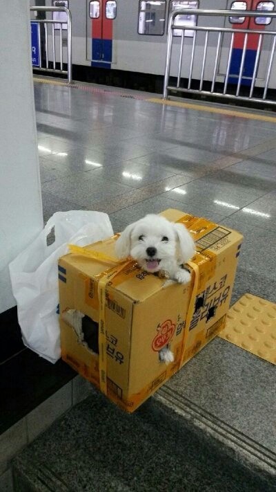 추석쇠러 가던 강아지 | 인스티즈