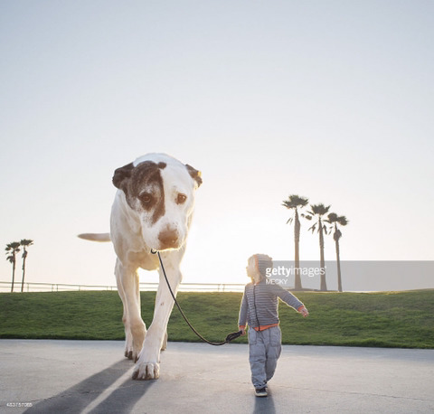 이런 강아지가 있으면 키운다vs안키운다 | 인스티즈