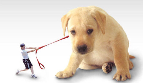 이런 강아지가 있으면 키운다vs안키운다 | 인스티즈