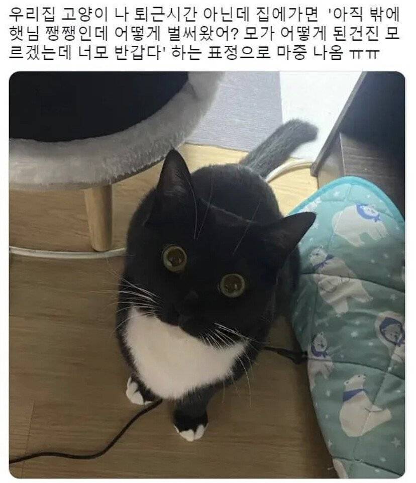 퇴근 시간 아닐때 집에 오면 볼 수 있는 고양이 상태.jpg | 인스티즈