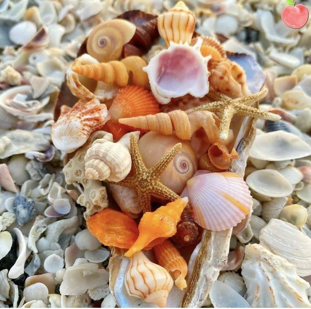 죽기 전에 꼭 가봐야 한다는 플로리다 조개해변🐚.jpg | 인스티즈