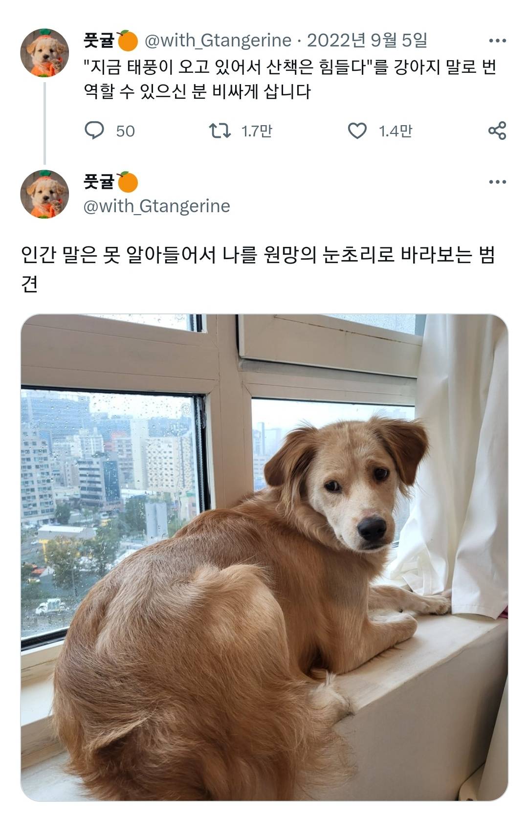 날씨때문에 산책이 어려운데 산책을 원하는 반려견이 있는 반려인이라면 공감할 말 | 인스티즈