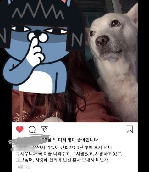 입양됐다가 도로 파양돼 보호소로 돌아온 개 | 인스티즈
