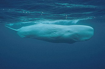 영화 모비딕의 주인공, 향유고래 | 인스티즈