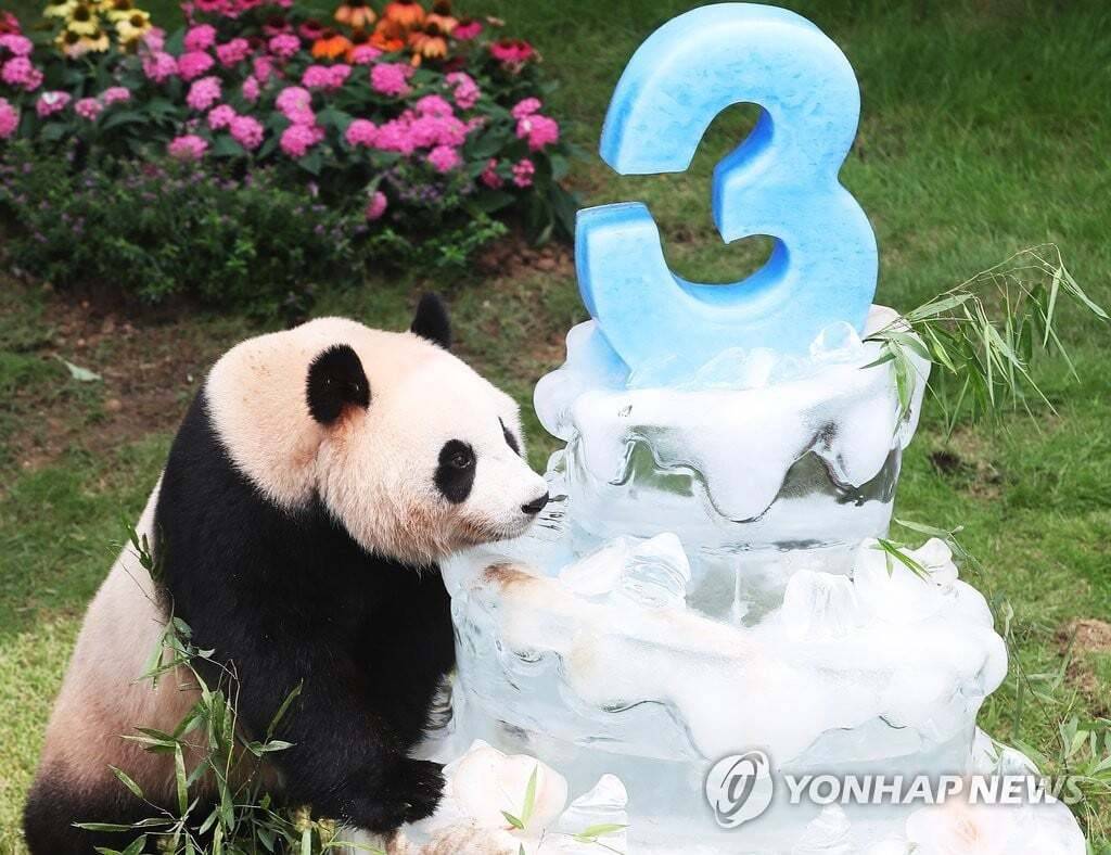 오늘로 10살이 된 아이바오🐼🎉❤️ | 인스티즈