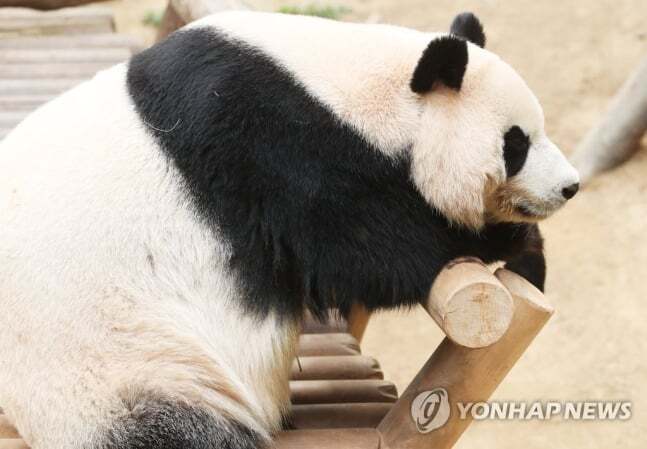 오늘로 10살이 된 아이바오🐼🎉❤️ | 인스티즈