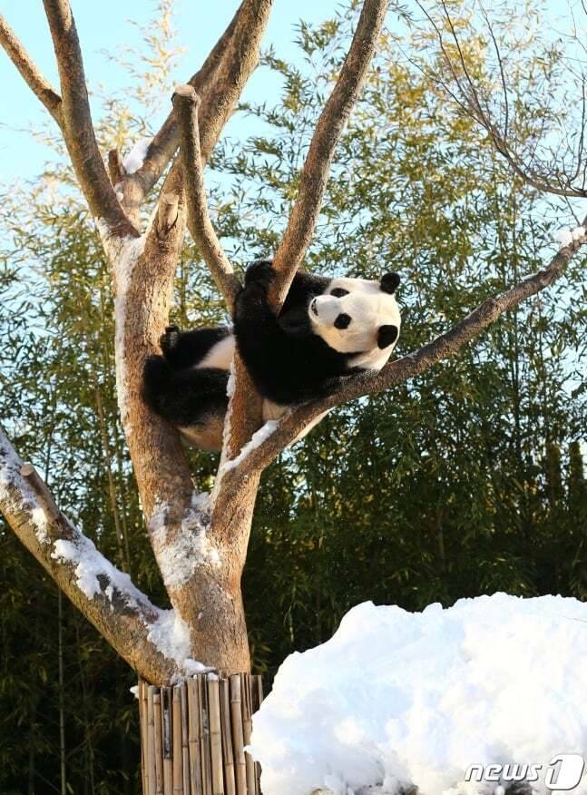 오늘로 10살이 된 아이바오🐼🎉❤️ | 인스티즈