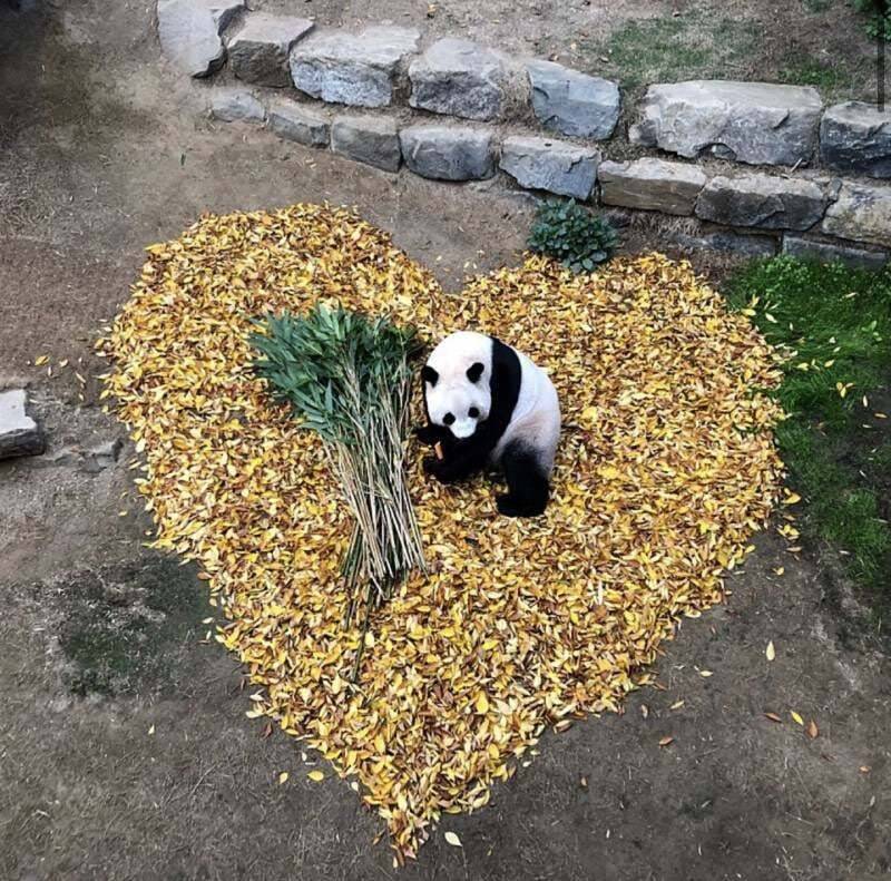 오늘로 10살이 된 아이바오🐼🎉❤️ | 인스티즈