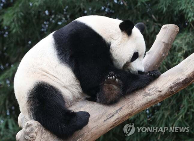 오늘로 10살이 된 아이바오🐼🎉❤️ | 인스티즈