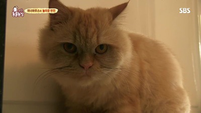 [동물농장] 위너집에 사는 두 얼굴의 고양이 죠니 | 인스티즈