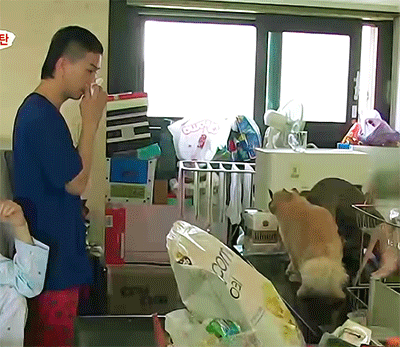 [동물농장] 위너집에 사는 두 얼굴의 고양이 죠니 | 인스티즈