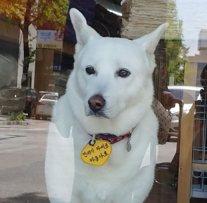 귀여운 고양이 강아지짤 | 인스티즈