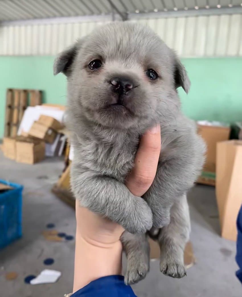 귀여운 고양이 강아지짤 | 인스티즈