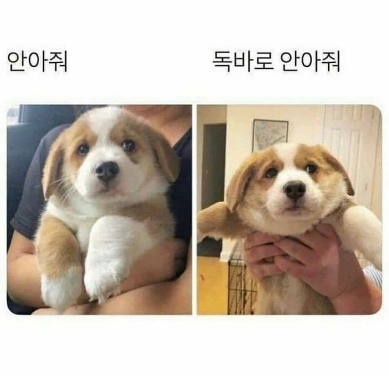 귀여운 고양이 강아지짤 | 인스티즈