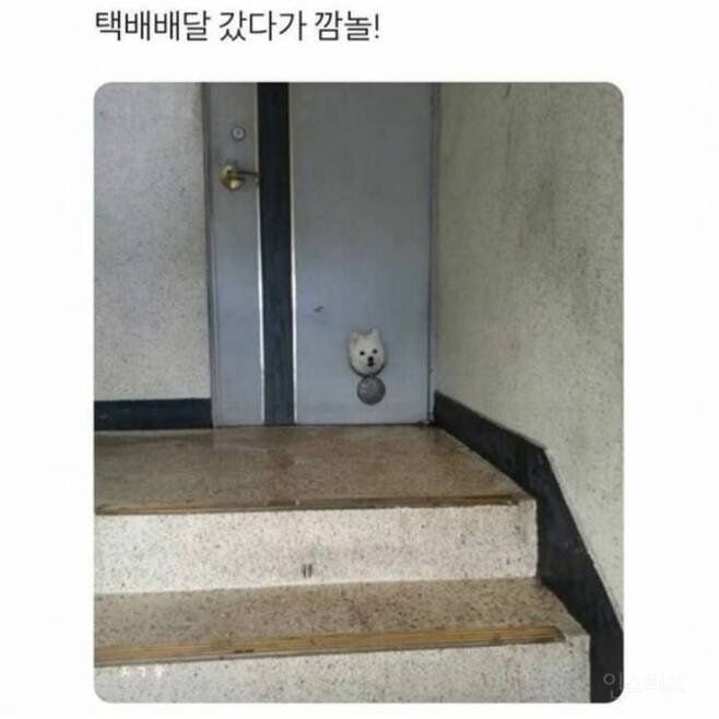 귀여운 고양이 강아지짤 | 인스티즈