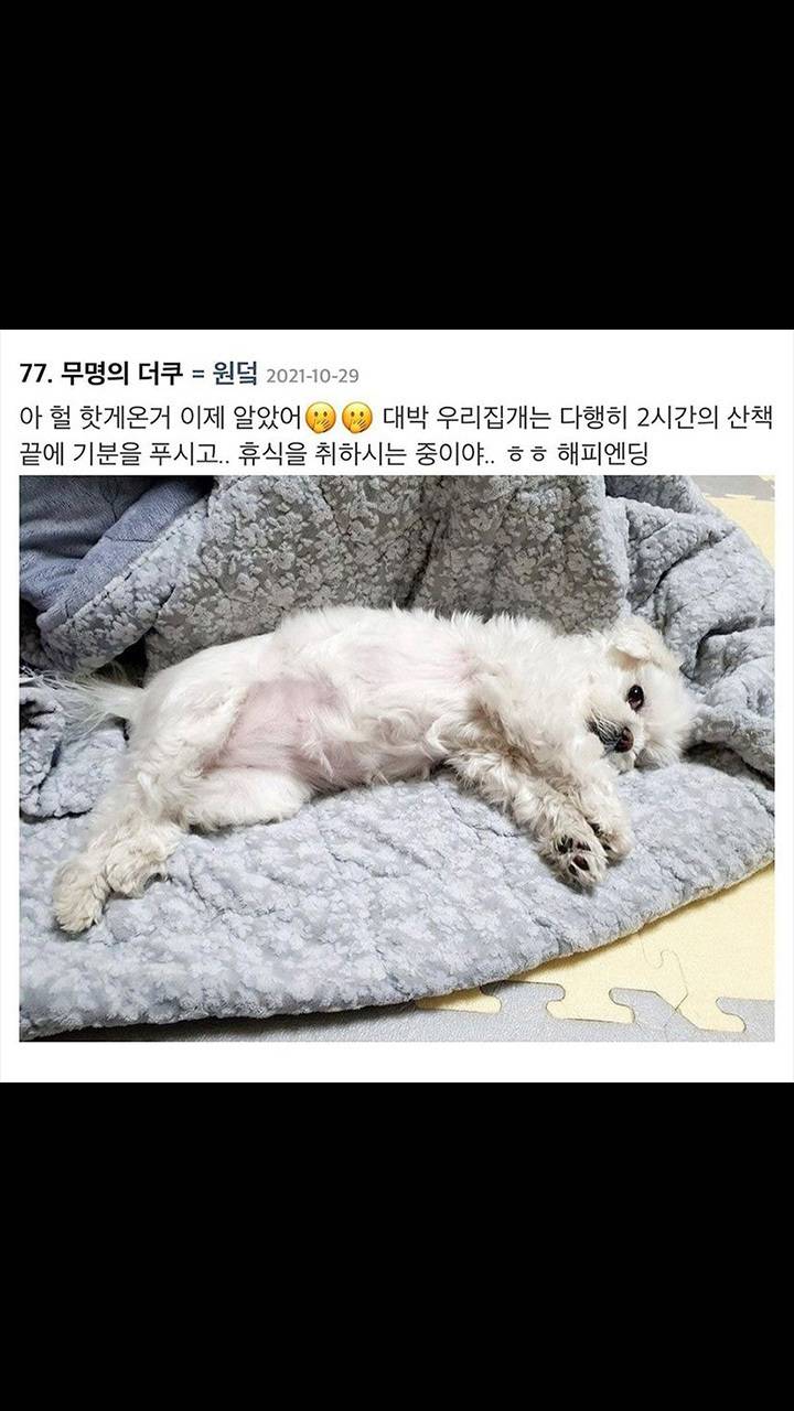 강아지 산책 시키려다 급똥옴 | 인스티즈