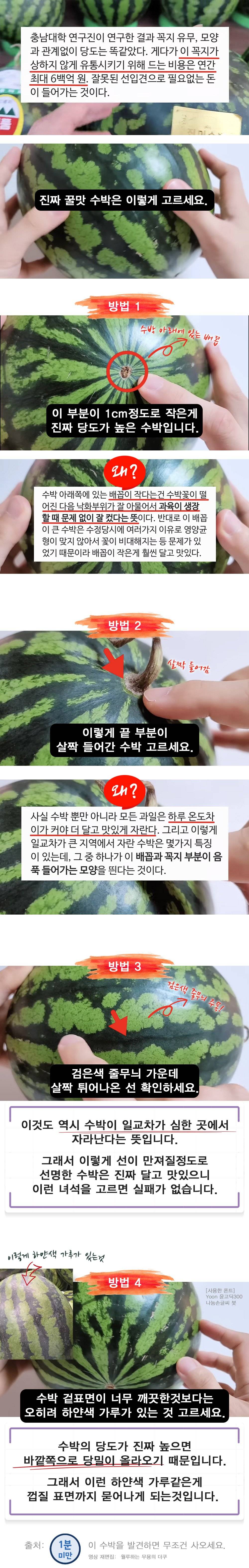무조건 사야되는 수박 꿀팁 | 인스티즈