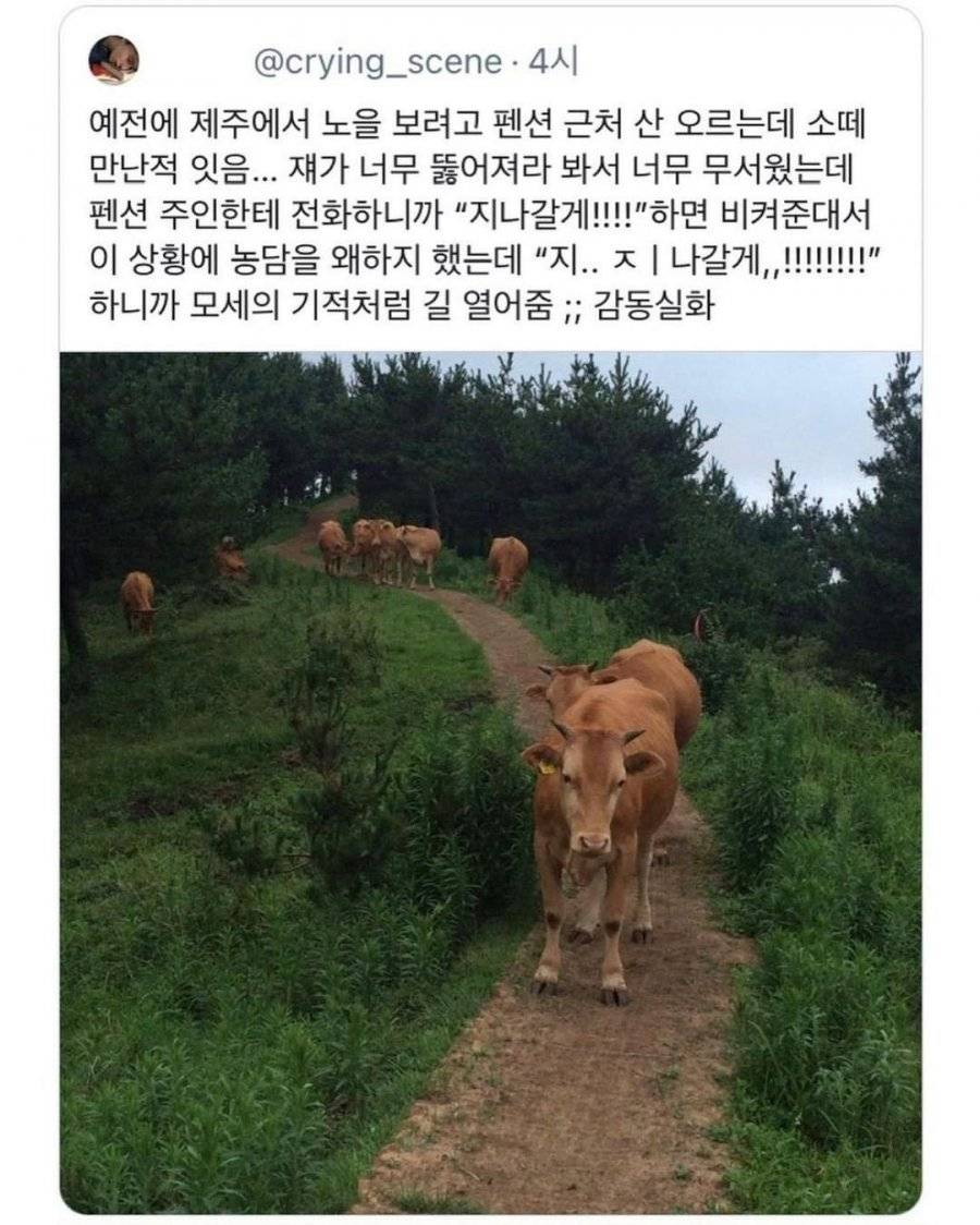 제주도에서 소 떼 만났을때의 대처법