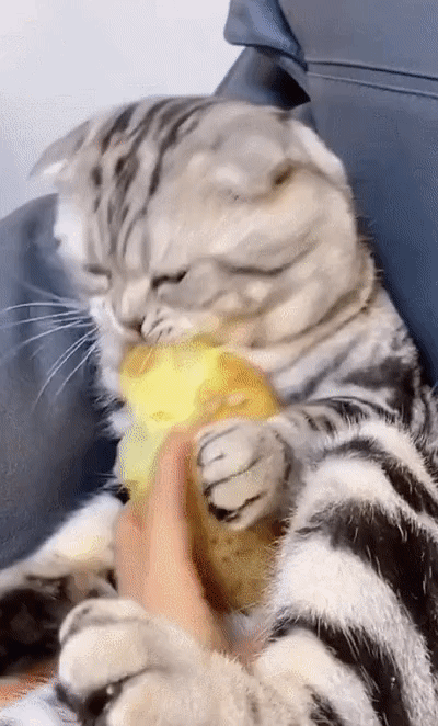 감자 먹는 고양이 | 인스티즈