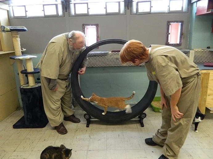 고양이와 함께 사는 미국의 교도소 | 인스티즈