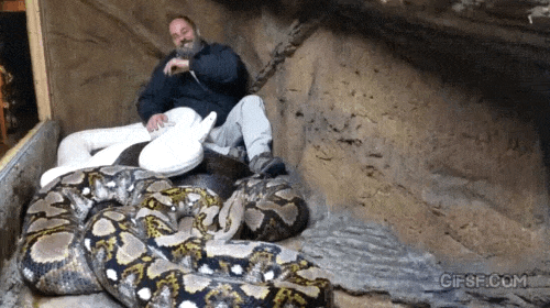 사람 공격하는 흰뱀 ㄷ ㄷ ㄷ.gif | 인스티즈