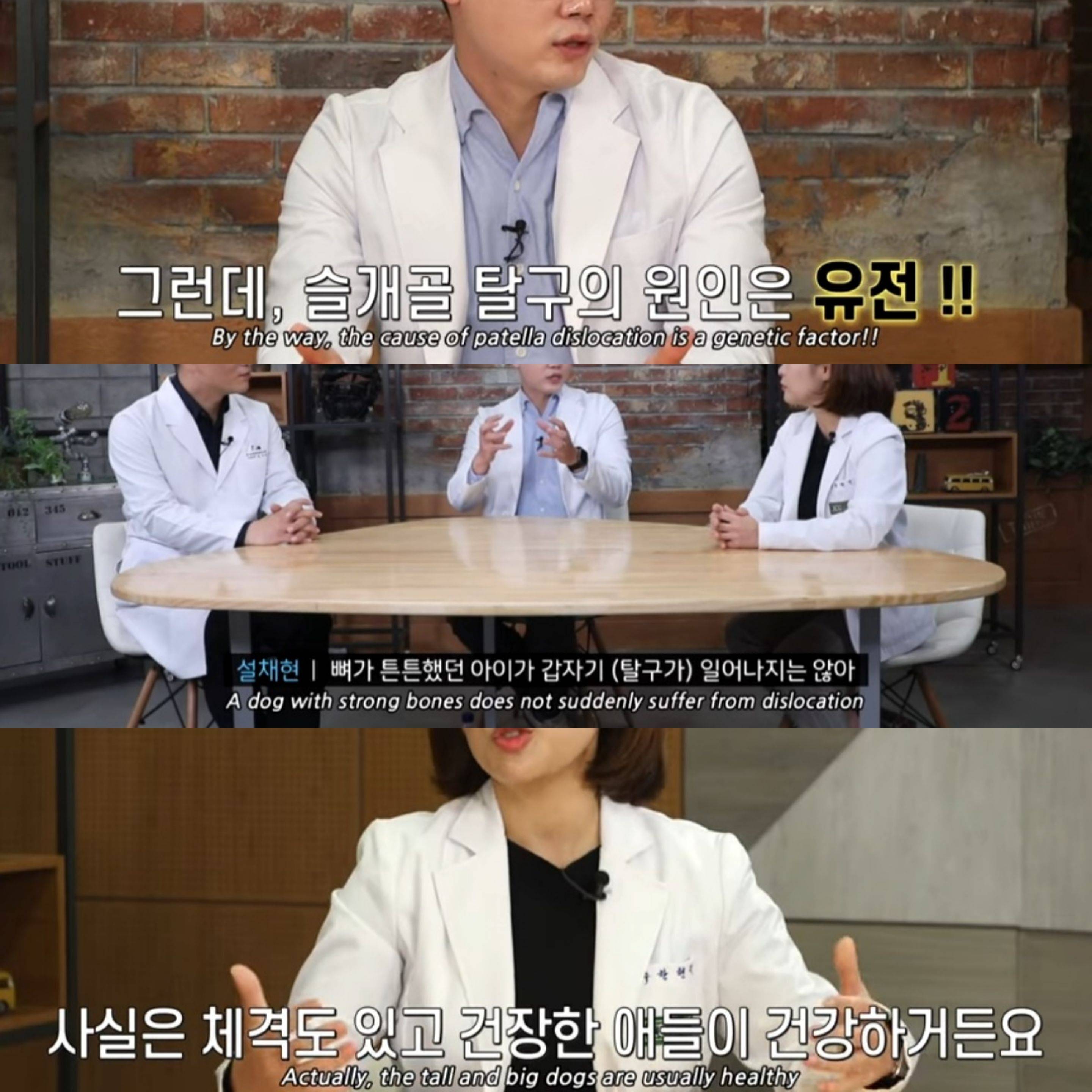 우리나라 수의사들이 미국을 제치고 수술 실력이 탑클래스인 이유 | 인스티즈