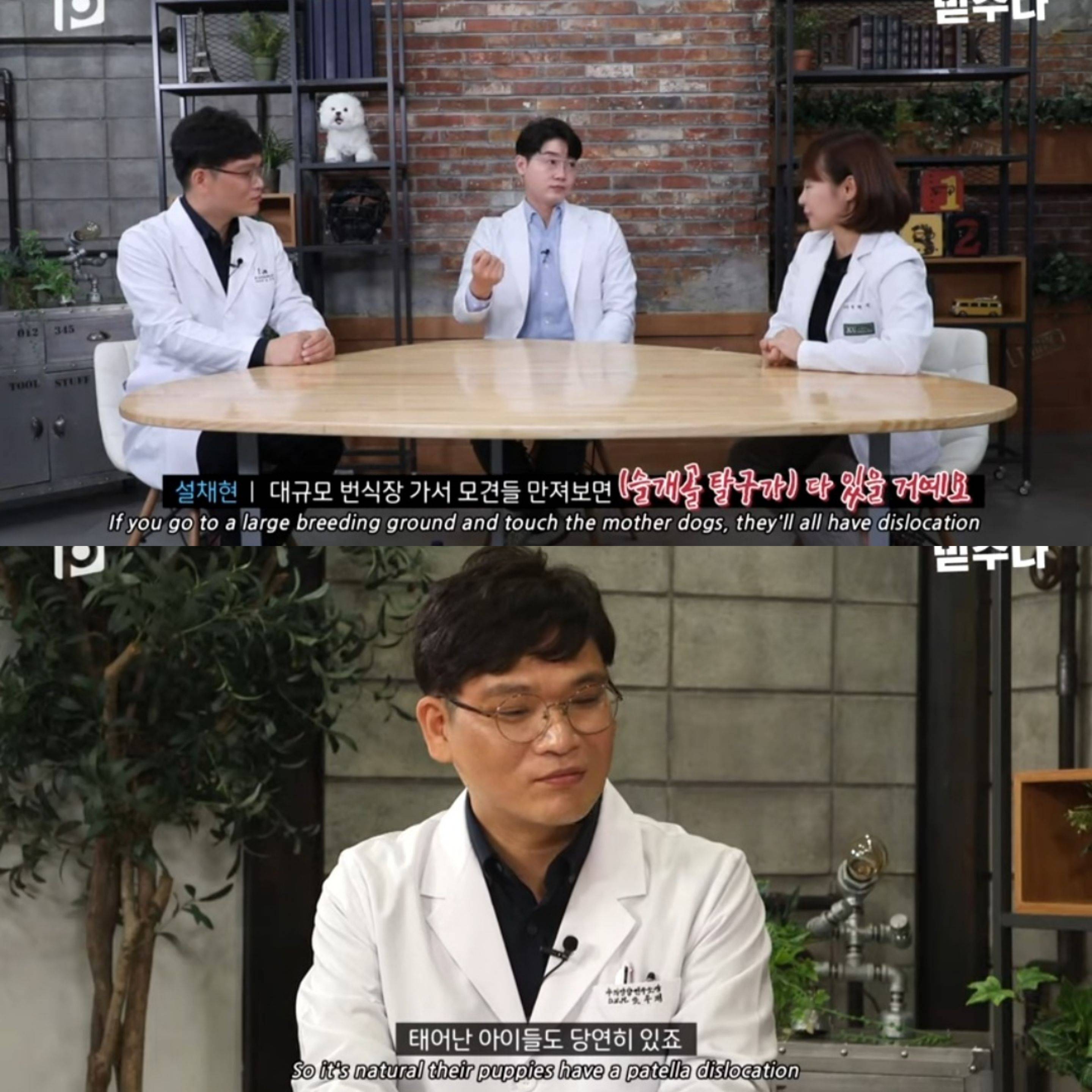 우리나라 수의사들이 미국을 제치고 수술 실력이 탑클래스인 이유 | 인스티즈