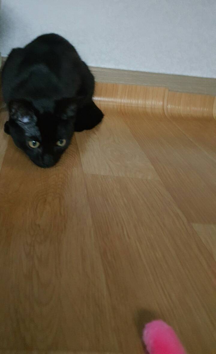 고양이 키우는 분들만 아는자세ㅋㅋ | 인스티즈