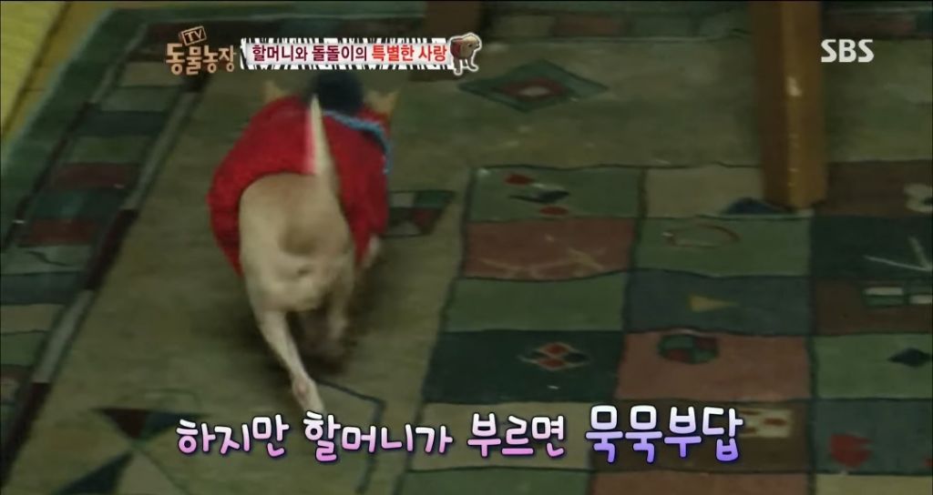 강아지가 안좋은말 들을까봐 귀 막아주는 할머니 | 인스티즈