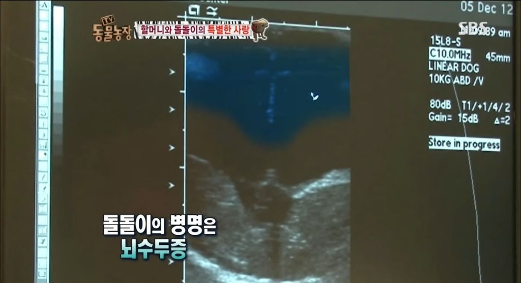 강아지가 안좋은말 들을까봐 귀 막아주는 할머니 | 인스티즈