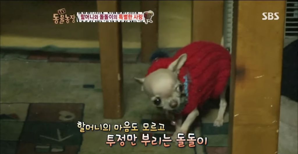 강아지가 안좋은말 들을까봐 귀 막아주는 할머니 | 인스티즈