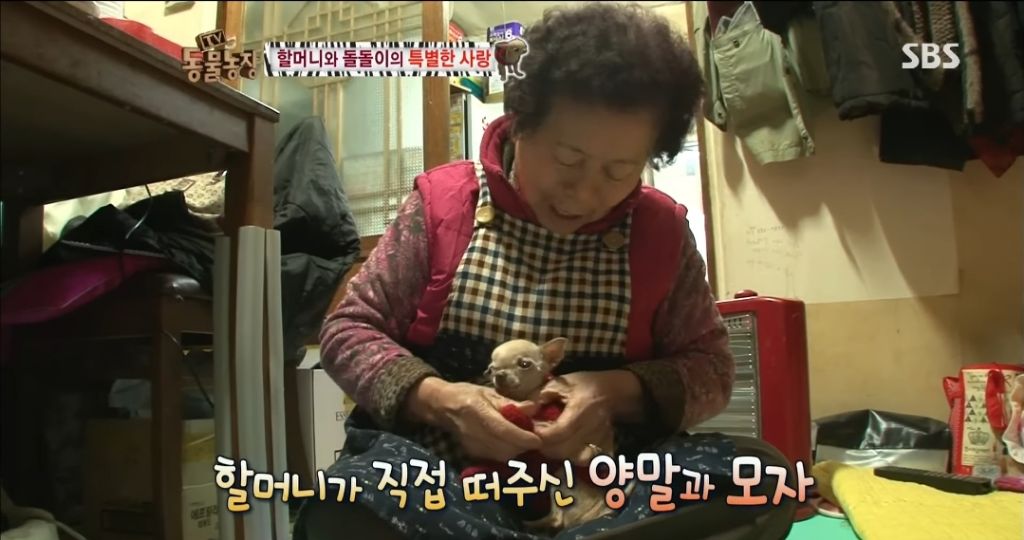 강아지가 안좋은말 들을까봐 귀 막아주는 할머니 | 인스티즈
