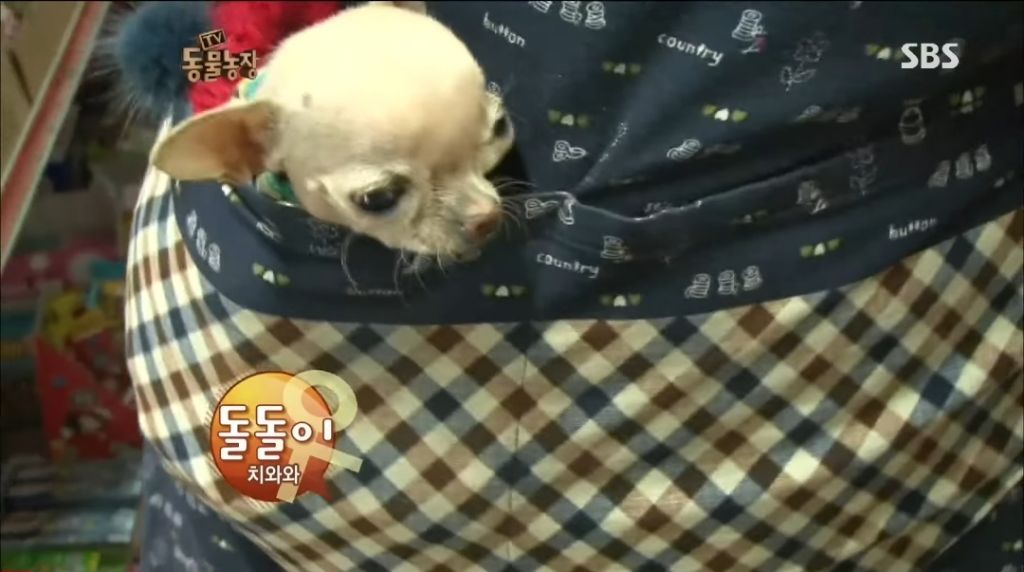 강아지가 안좋은말 들을까봐 귀 막아주는 할머니 | 인스티즈