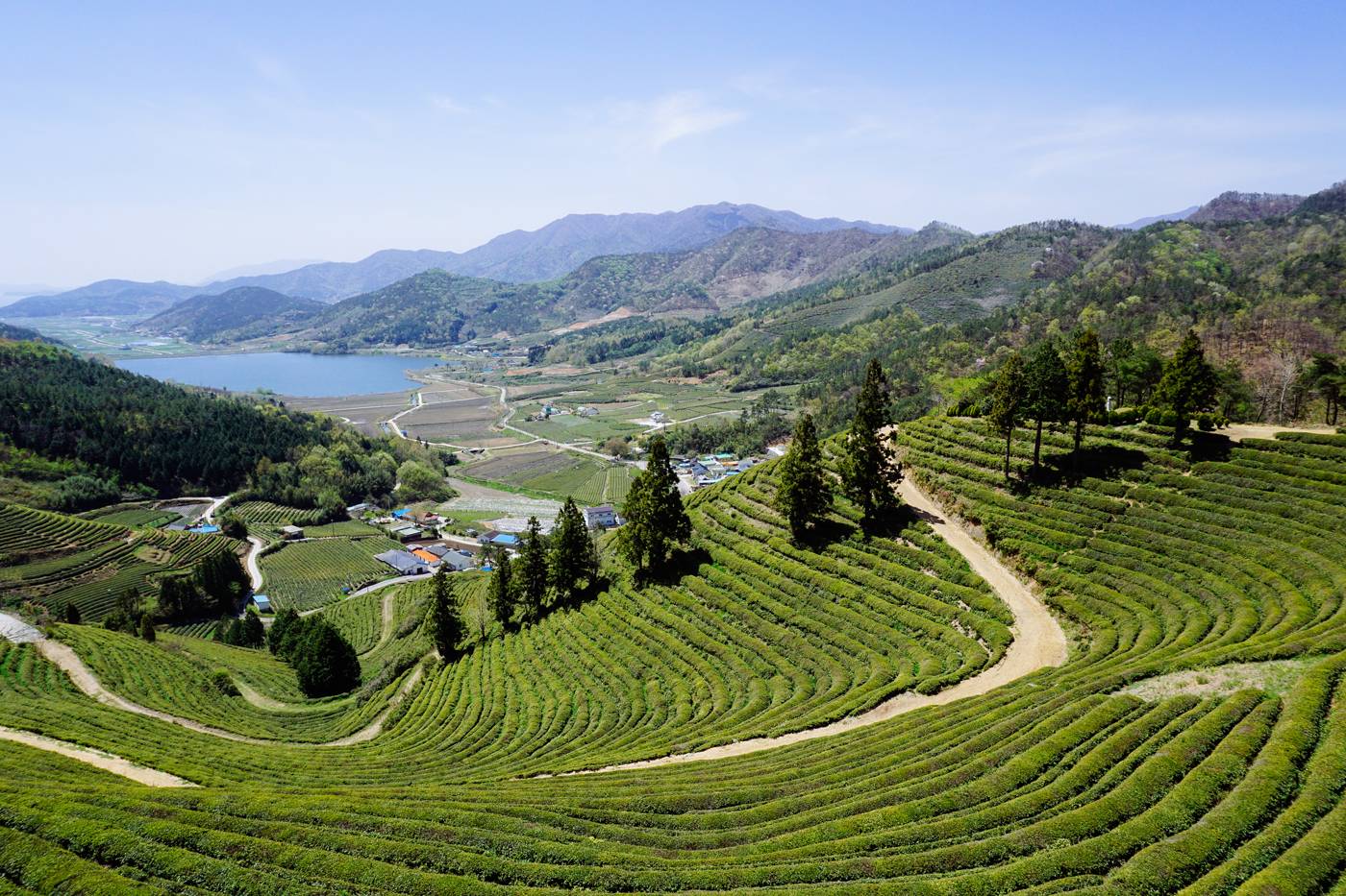 전라남도 보성 보성녹차밭(대한다원) | 인스티즈