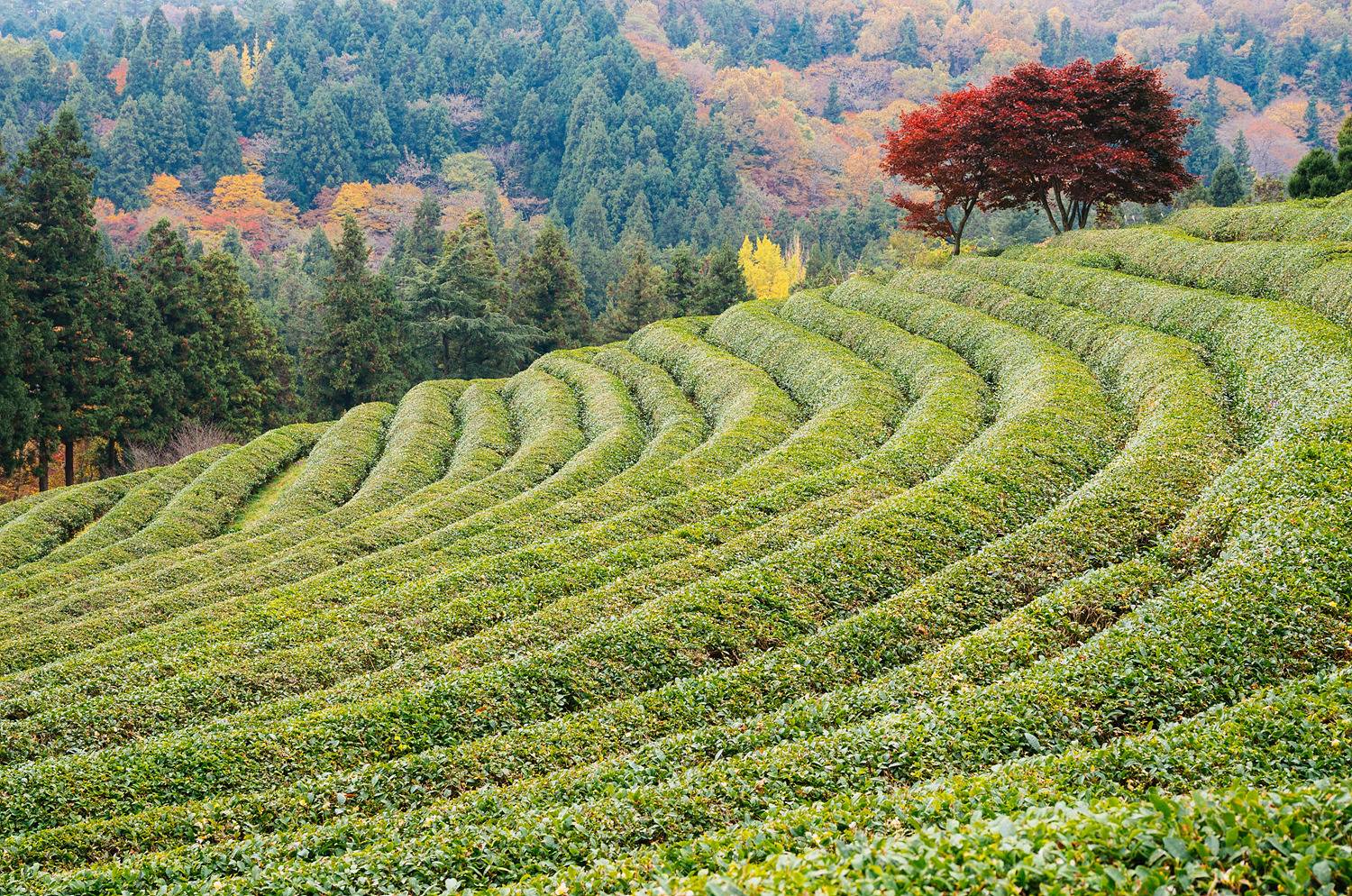 전라남도 보성 보성녹차밭(대한다원) | 인스티즈