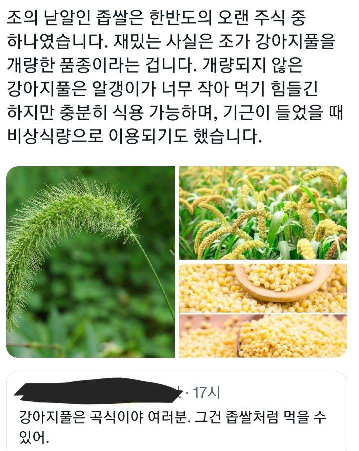 좁쌀과 강아지풀의 상관관계