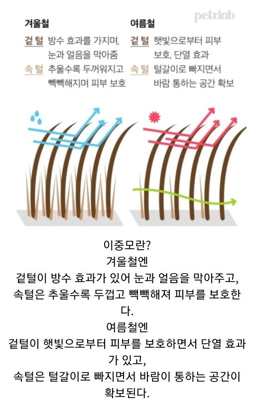여름철 강아지한테 흔히들 시키는데 사실 시키면 안되는 것.. | 인스티즈