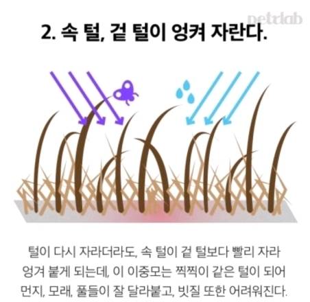 여름철 강아지한테 흔히들 시키는데 사실 시키면 안되는 것.. | 인스티즈