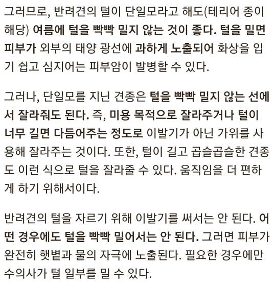 여름철 강아지한테 흔히들 시키는데 사실 시키면 안되는 것.. | 인스티즈