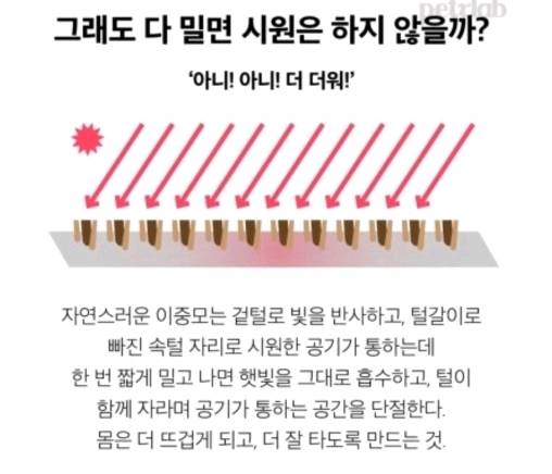 여름철 강아지한테 흔히들 시키는데 사실 시키면 안되는 것.. | 인스티즈