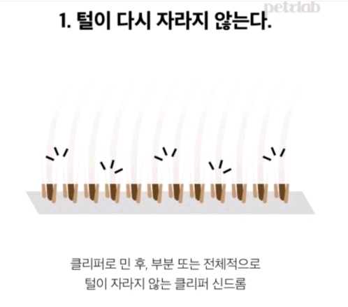 여름철 강아지한테 흔히들 시키는데 사실 시키면 안되는 것.. | 인스티즈