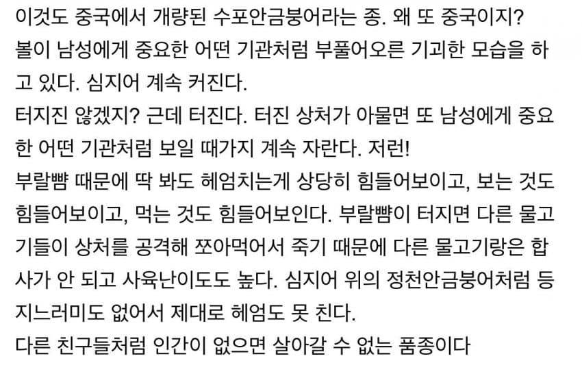 관상용 비둘기는 ㄹㅇ 동물 품종개량의 끝판왕임 + 동양버전 금붕어 | 인스티즈