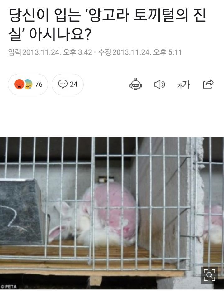 토끼로 만든 200만원짜리 명품 갱얼지 | 인스티즈