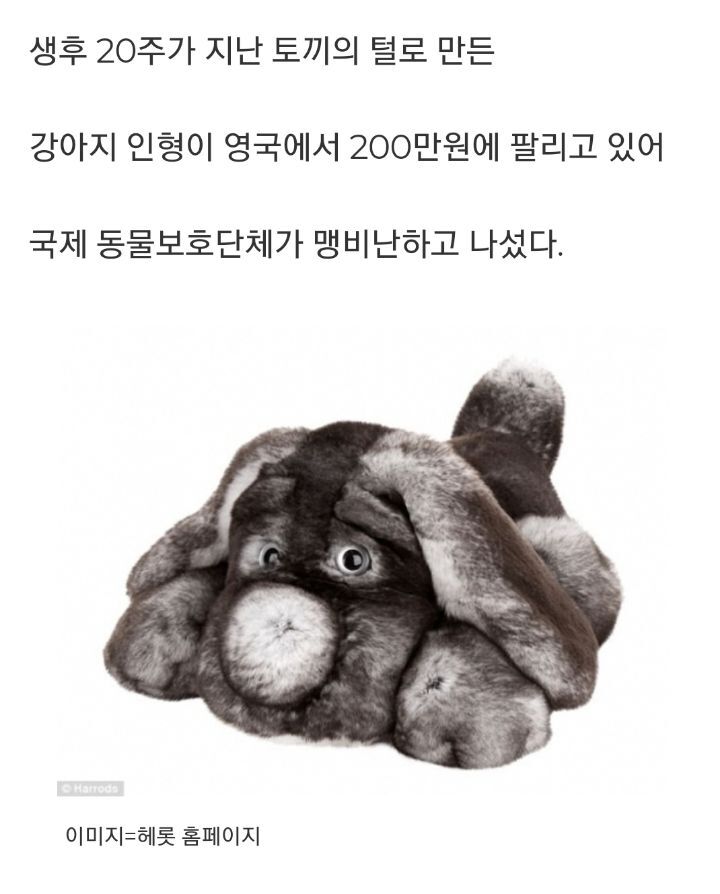 토끼로 만든 200만원짜리 명품 갱얼지 | 인스티즈