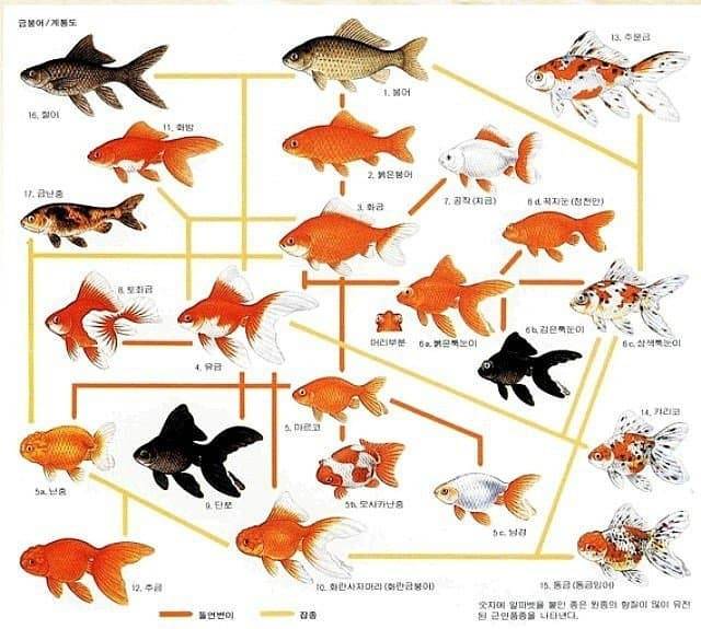 관상용 비둘기는 ㄹㅇ 동물 품종개량의 끝판왕임 + 동양버전 금붕어 | 인스티즈