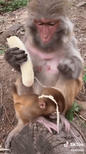 nokbeon.net-원숭이도 안 먹는 부분-3번 이미지