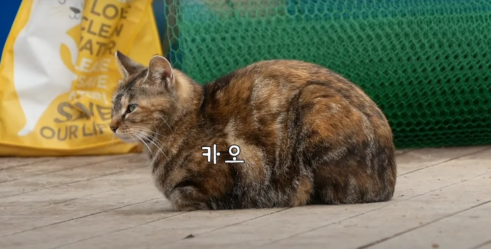 nokbeon.net-대표적인 한국 고양이들-11번 이미지