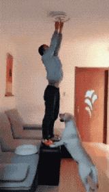 똑똑한 댕댕이 | 인스티즈