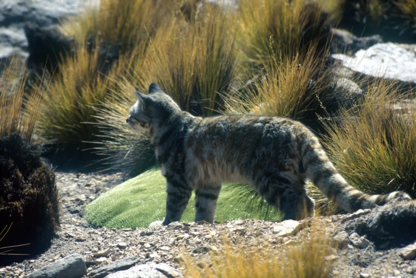 고양이계 유니콘이라 불리는 부숭부숭 털고양이, 안데스산고양이 | 인스티즈