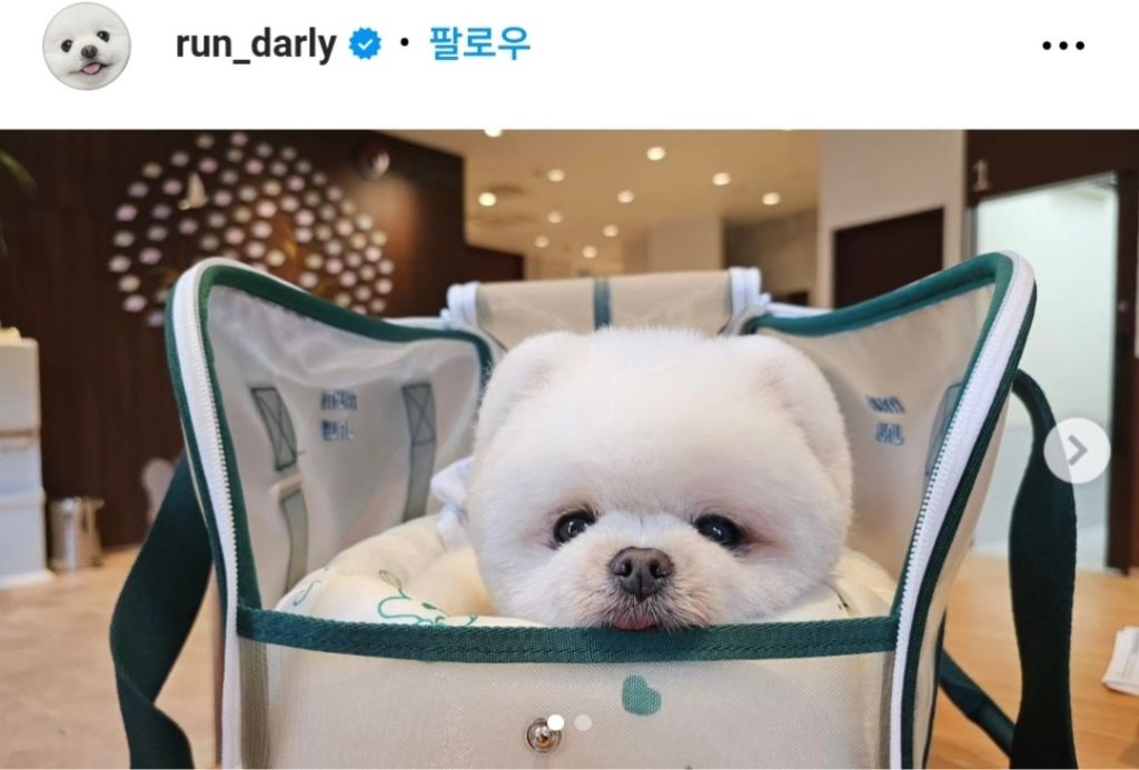 달리 심장병 치료를 위해 회사도 그만두고 퇴직금, 대출금, 보험까지 모두 해약하고 일본으로 떠난 달리언니 | 인스티즈